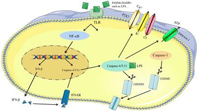 Regulated Cell Death in Urinary Malignancies